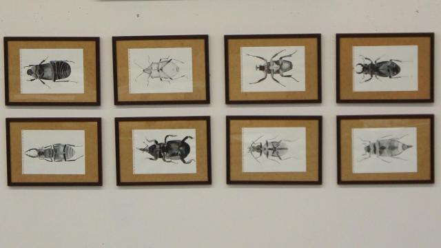 Denisa Müllerová, Křehkost hmyzu, 2020, akvarel na papíře, 42 x 30 cm, 8 ks – do 06/2024